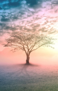 transformation leads to spiritual awakening the tree is always steady